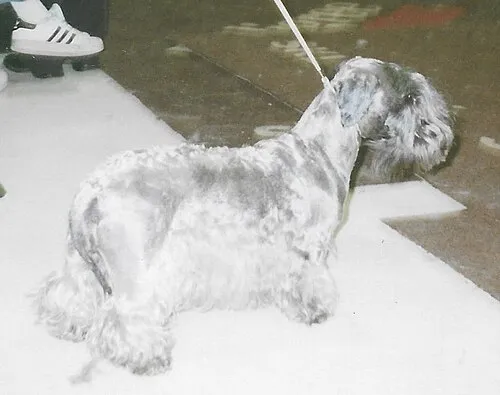 Çek Terrier fotoğraf 10