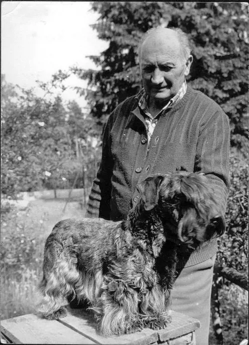 Çek Terrier fotoğraf 11