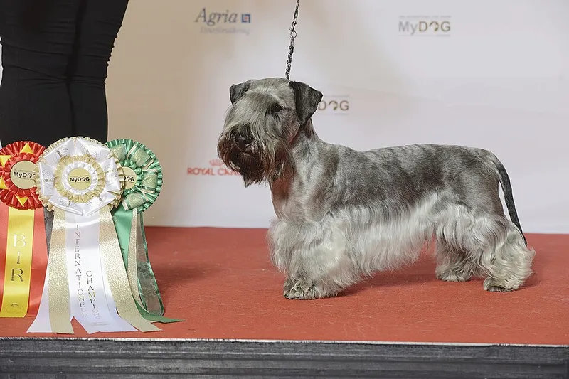 Çek Terrier fotoğraf 12
