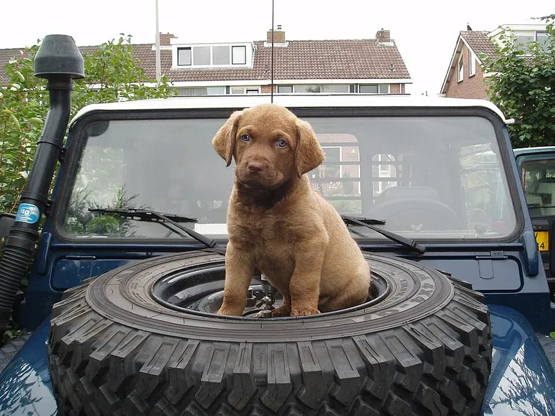 Chesapeake Bay Retriever fotoğraf 1