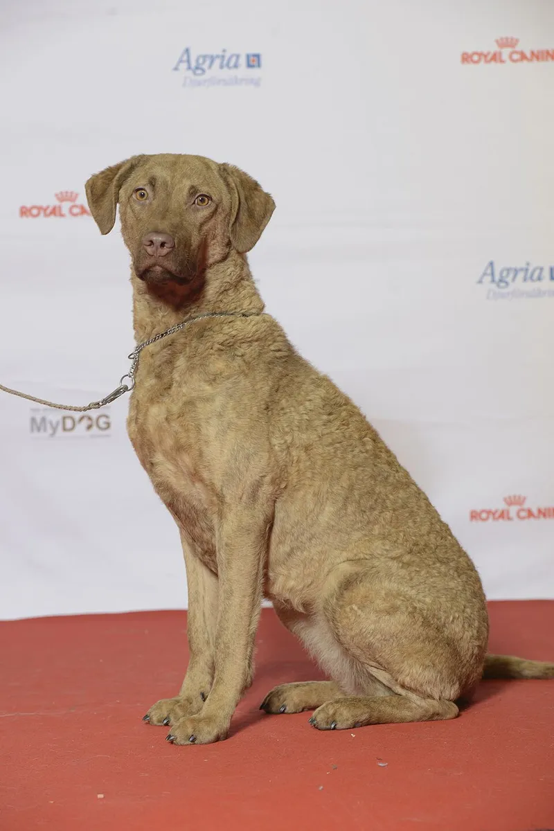 Chesapeake Bay Retriever fotoğraf 2