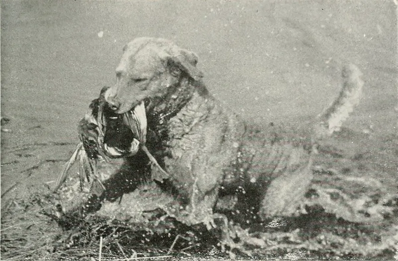 Chesapeake Bay Retriever fotoğraf 3