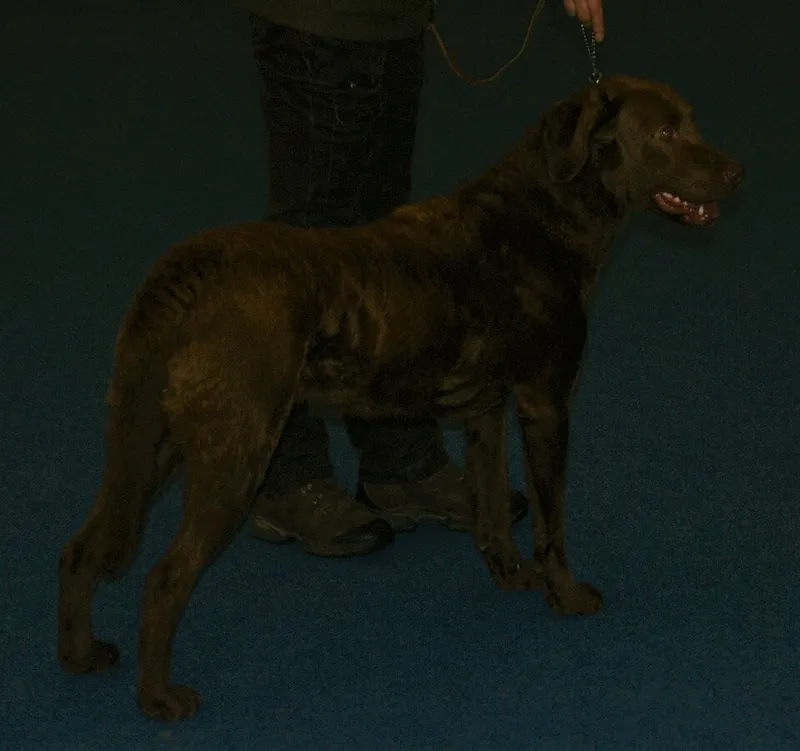 Chesapeake Bay Retriever fotoğraf 4