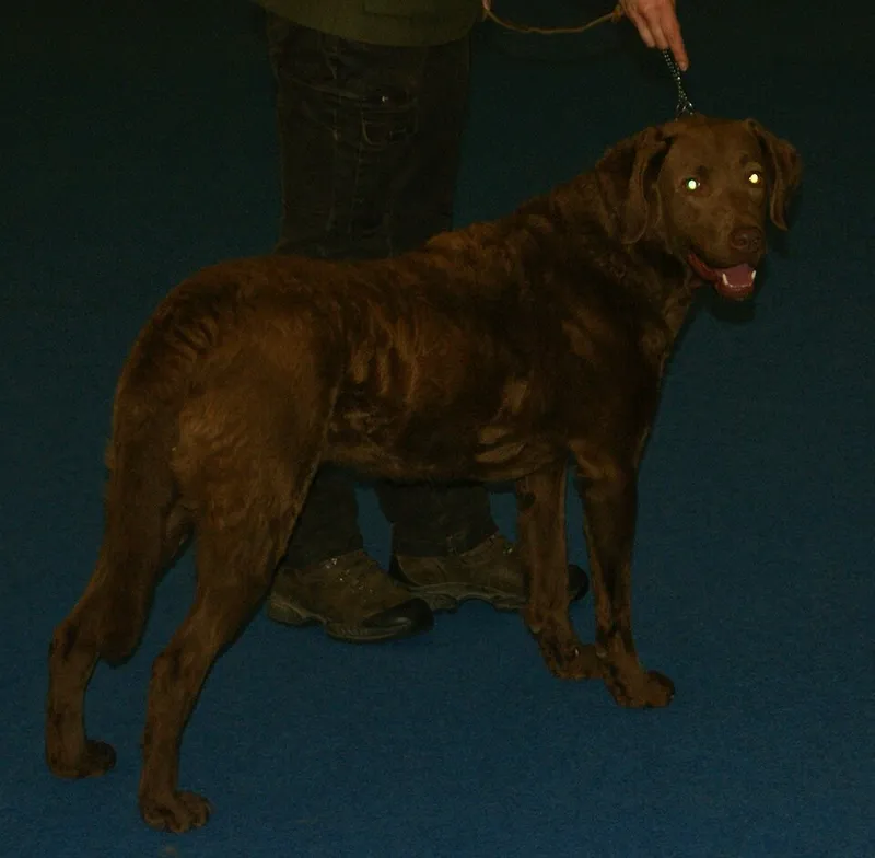 Chesapeake Bay Retriever fotoğraf 5