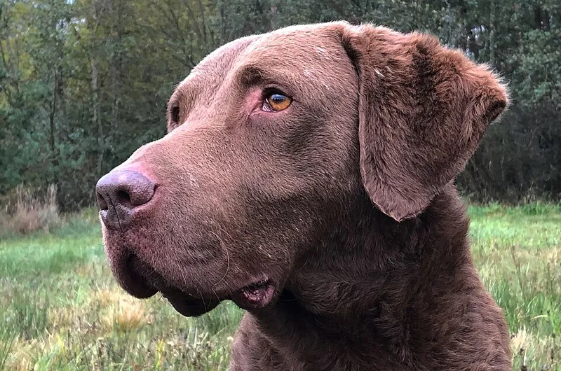 Chesapeake Bay Retriever fotoğraf 6