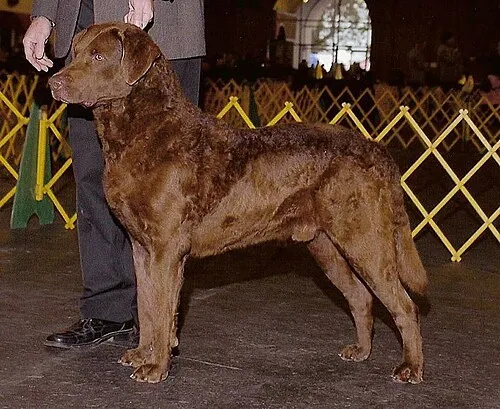 Chesapeake Bay Retriever fotoğraf 7