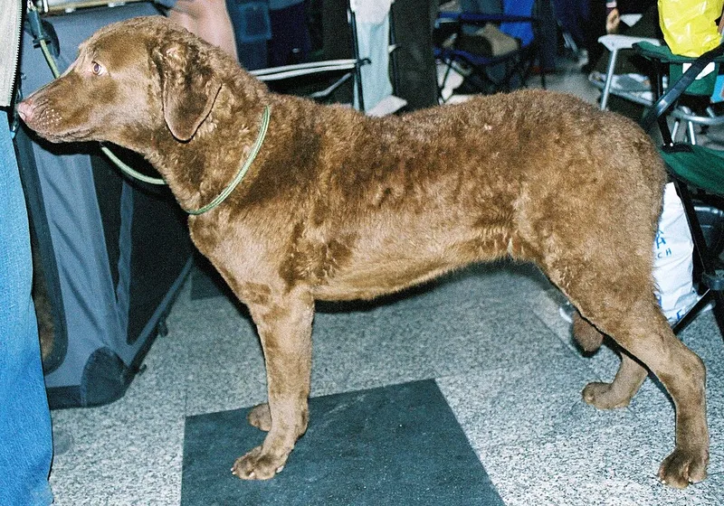 Chesapeake Bay Retriever fotoğraf 8