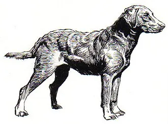 Chesapeake Bay Retriever fotoğraf 9