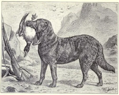 Chesapeake Bay Retriever fotoğraf 10