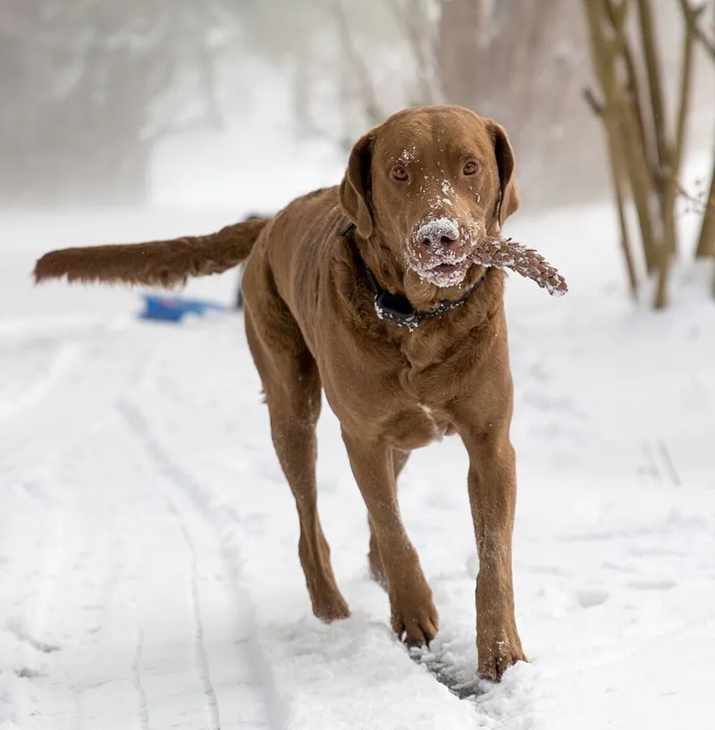 Chesapeake Bay Retriever fotoğraf 11