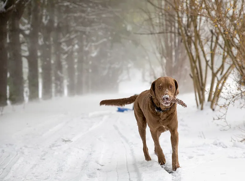 Chesapeake Bay Retriever fotoğraf 12