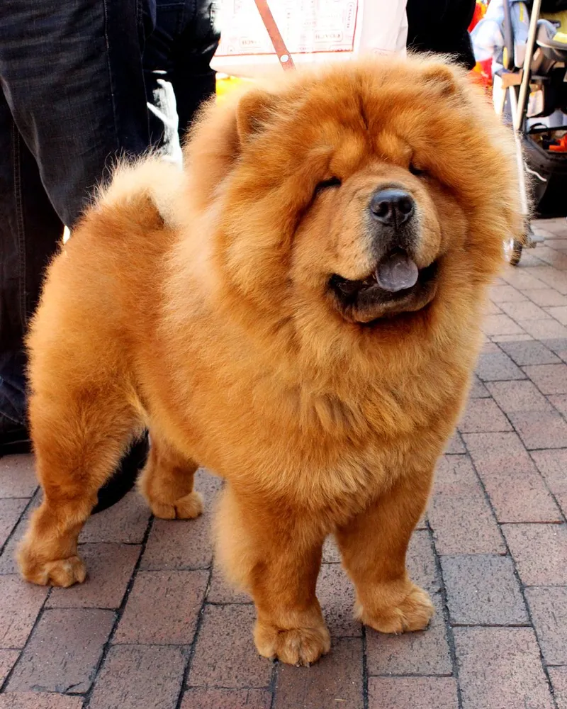 Chow Chow fotoğraf 1