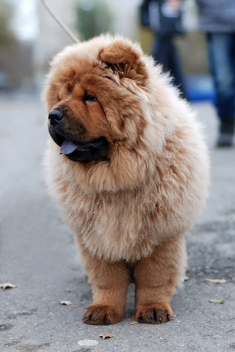 Chow Chow fotoğraf 2