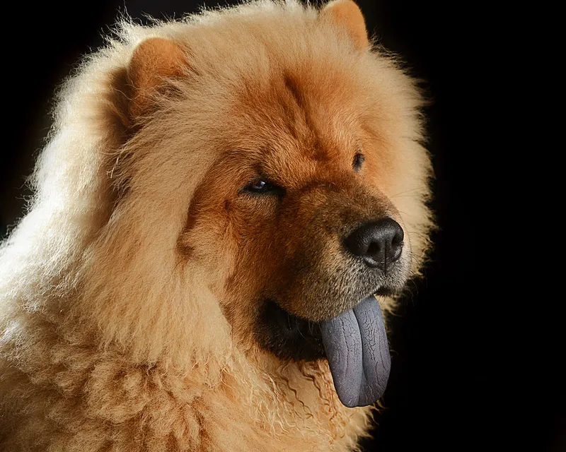 Chow Chow fotoğraf 3