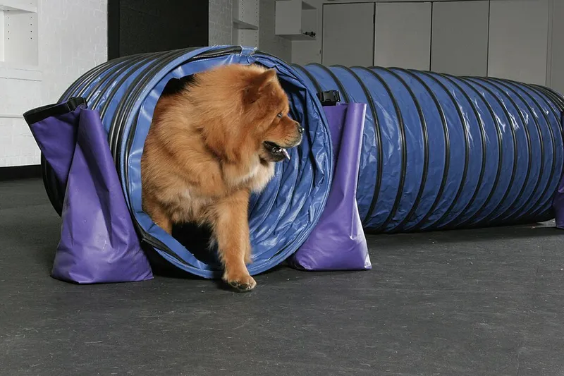 Chow Chow fotoğraf 4