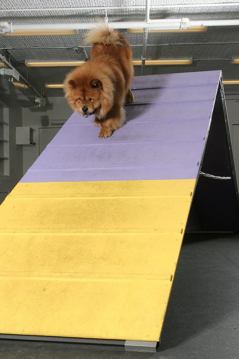 Chow Chow fotoğraf 5