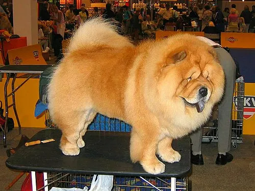 Chow Chow fotoğraf 6