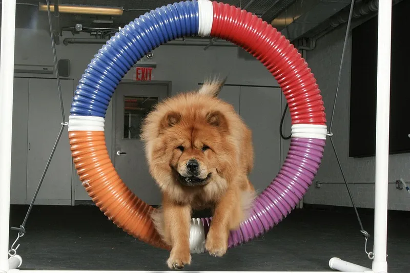 Chow Chow fotoğraf 7