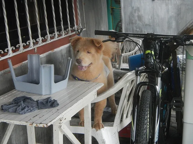 Chow Chow fotoğraf 8