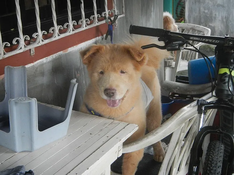 Chow Chow fotoğraf 9