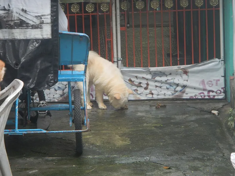 Chow Chow fotoğraf 10