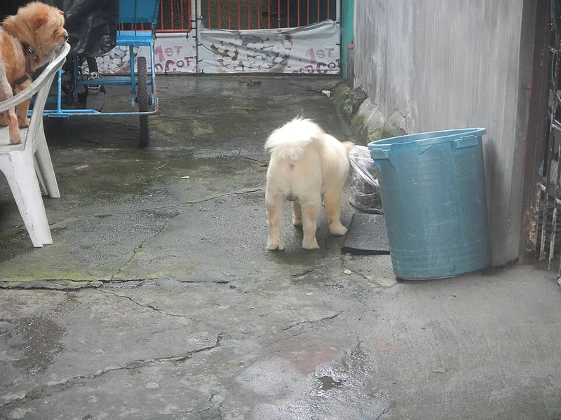 Chow Chow fotoğraf 11