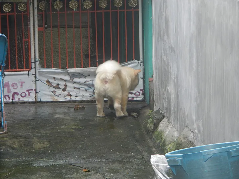 Chow Chow fotoğraf 12