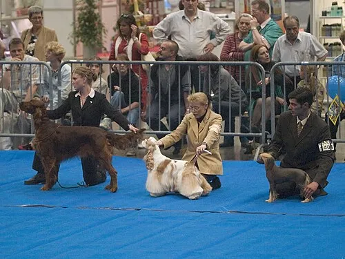 Çin Tepeli Köpeği fotoğraf 1