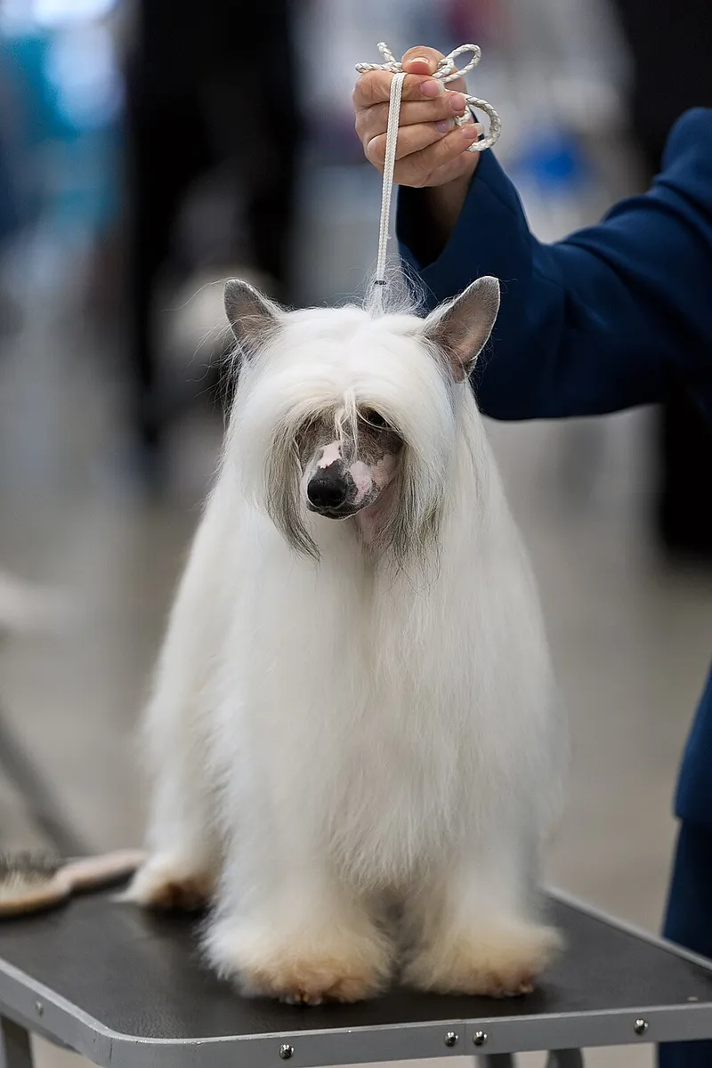 Çin Tepeli Köpeği fotoğraf 2