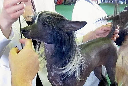 Çin Tepeli Köpeği fotoğraf 4