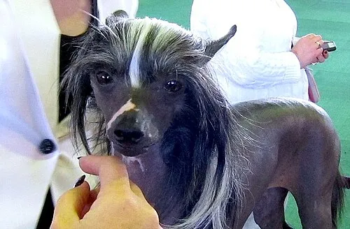 Çin Tepeli Köpeği fotoğraf 5