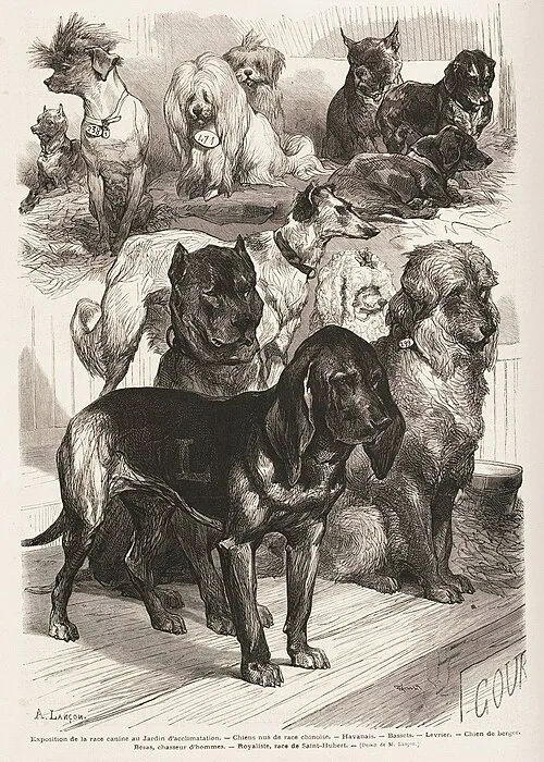 Çin Tepeli Köpeği fotoğraf 6