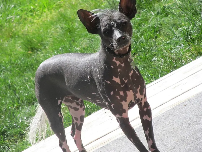 Çin Tepeli Köpeği fotoğraf 8