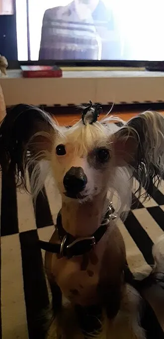 Çin Tepeli Köpeği fotoğraf 9
