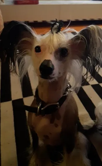 Çin Tepeli Köpeği fotoğraf 10