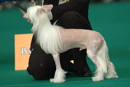 Çin Tepeli Köpeği fotoğraf 11