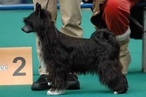 Çin Tepeli Köpeği fotoğraf 12