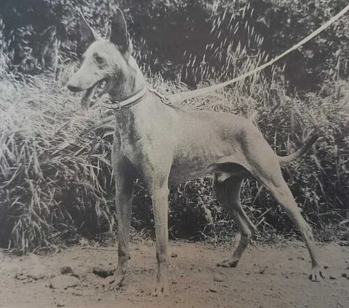 Cirneco dell’Etna fotoğraf 1