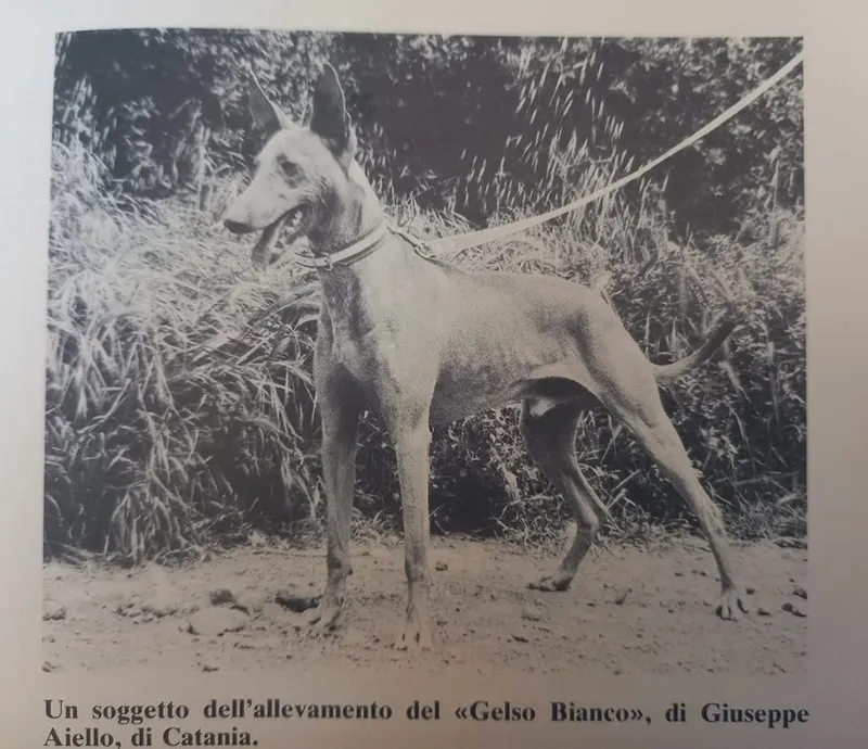 Cirneco dell’Etna fotoğraf 2