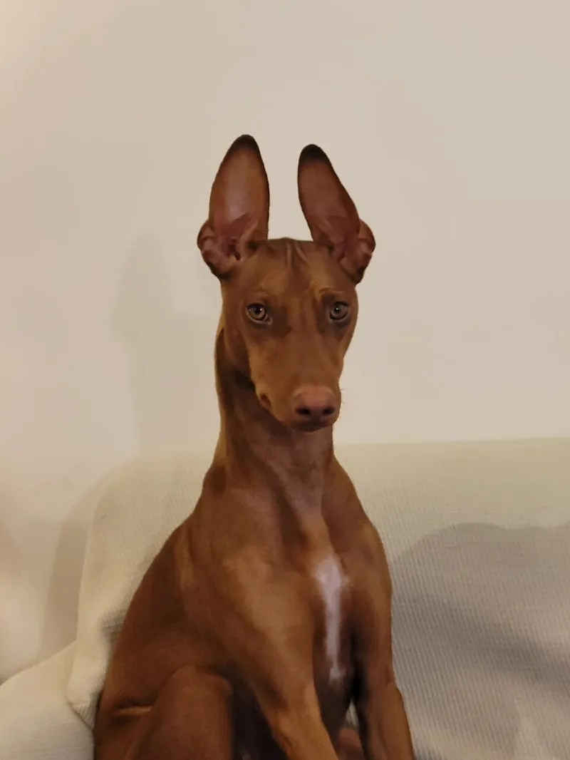 Cirneco dell’Etna fotoğraf 3