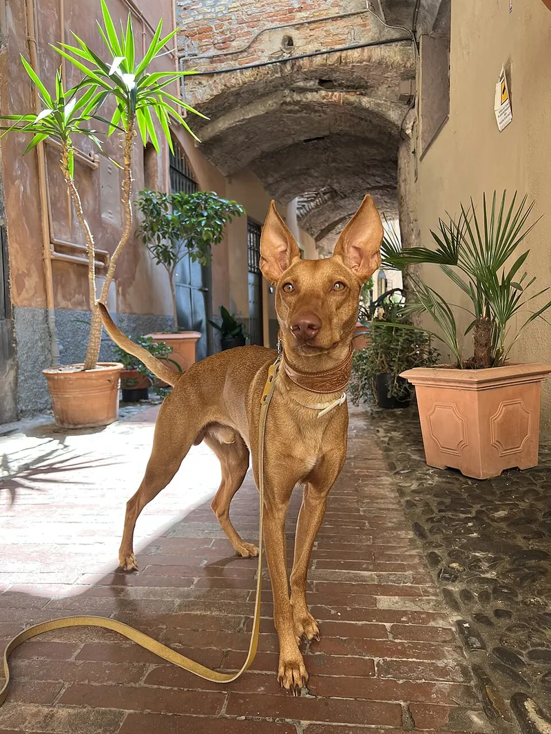 Cirneco dell’Etna fotoğraf 12