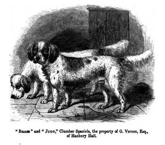 Clumber Spaniel fotoğraf 1