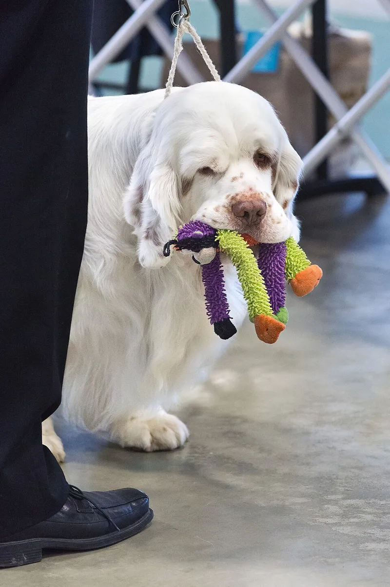 Clumber Spaniel fotoğraf 3
