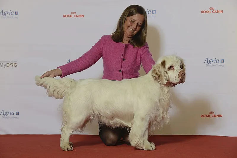 Clumber Spaniel fotoğraf 4