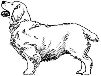 Clumber Spaniel fotoğraf 5