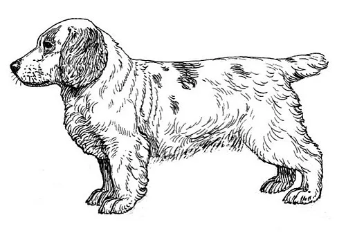 Clumber Spaniel fotoğraf 6