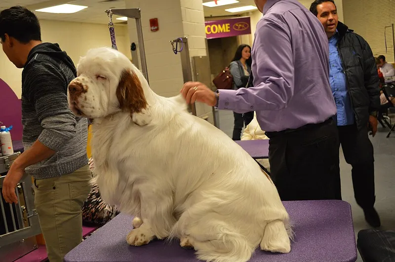 Clumber Spaniel fotoğraf 7