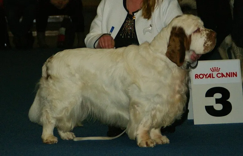 Clumber Spaniel fotoğraf 8