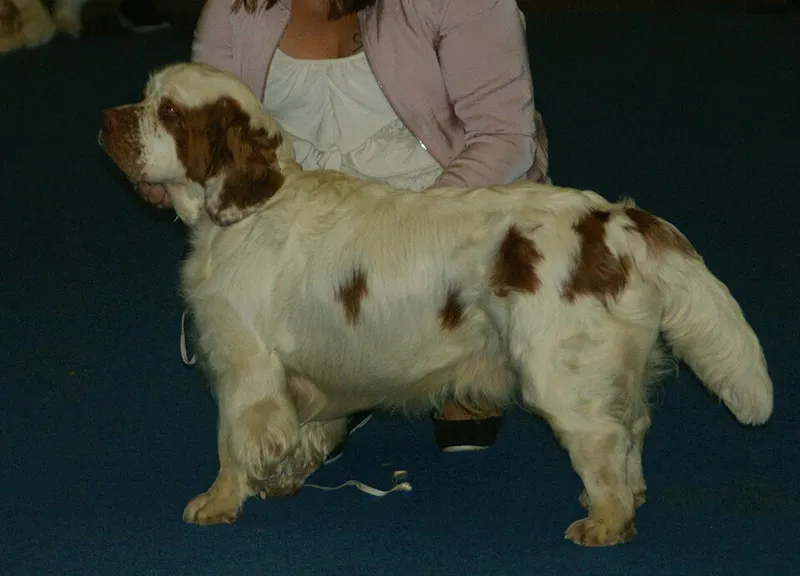 Clumber Spaniel fotoğraf 9
