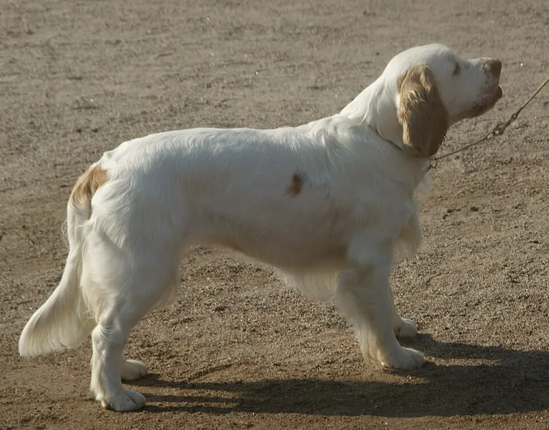 Clumber Spaniel fotoğraf 10